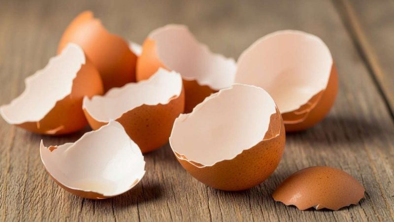 Coquilles d&rsquo;œufs : broyées ou entières ? Voici comment les utiliser pour qu&rsquo;elles soient efficaces