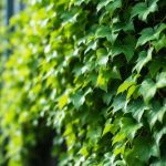 Lierre sur façade : quand il abîme les murs et quand il les protège