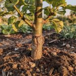 Planter un arbre fruitier : pourquoi le point de greffe ne doit jamais être enterré
