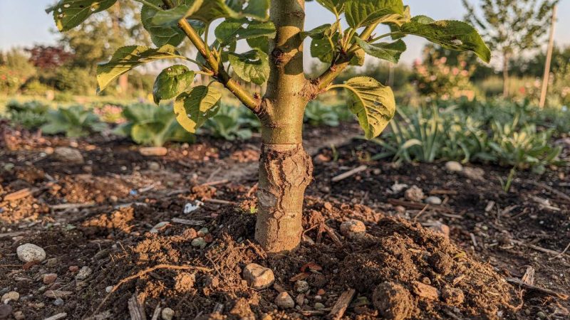 Planter un arbre fruitier : pourquoi le point de greffe ne doit jamais être enterré