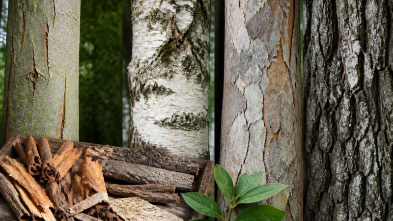 Les écorces d&rsquo;arbres : rôle, identification et usages