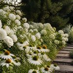 Les plus belles plantes à fleurs blanches pour l'extérieur